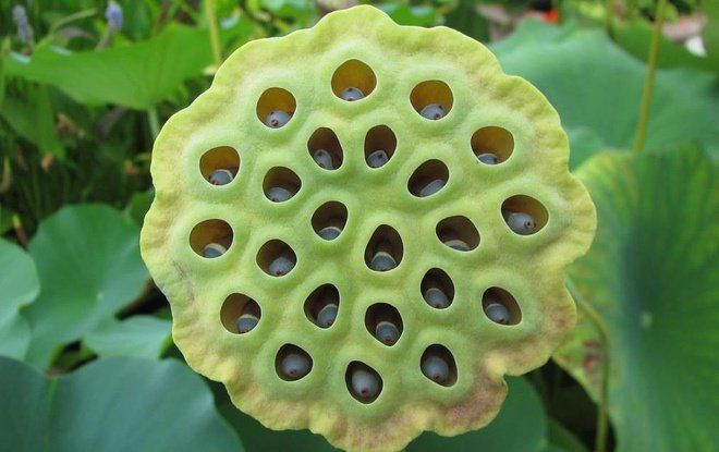 Hội chứng sợ lỗ tròn (Trypophobia) và cách điều trị