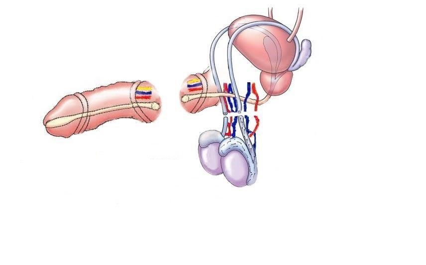 13 sự thật về tinh dịch và tinh trùng: Thành phần, khối lượng