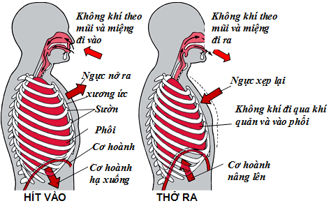 Đặc điểm sinh lý của mạch máu