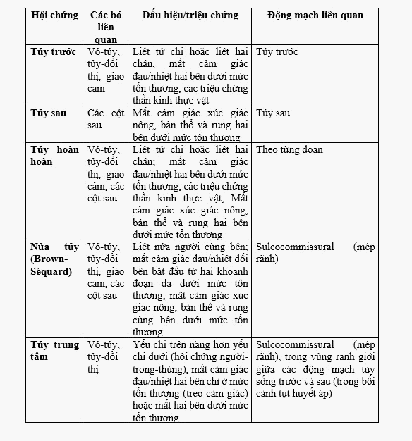 Các bệnh lý mạch máu của tủy sống (Phần 2)