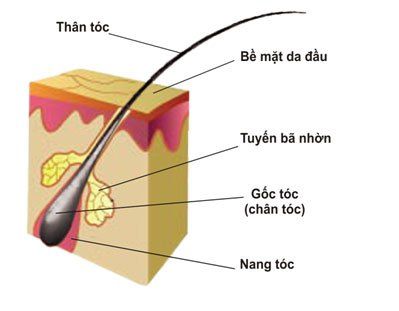 Khoa học về tóc: Chu kỳ tăng trưởng tóc và cách làm việc của tóc
