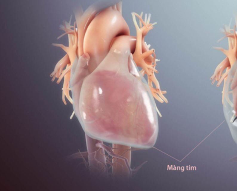Cấu tạo, chức năng của màng ngoài tim