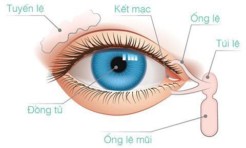 Kết mạc là gì? Chức năng của kết mạc