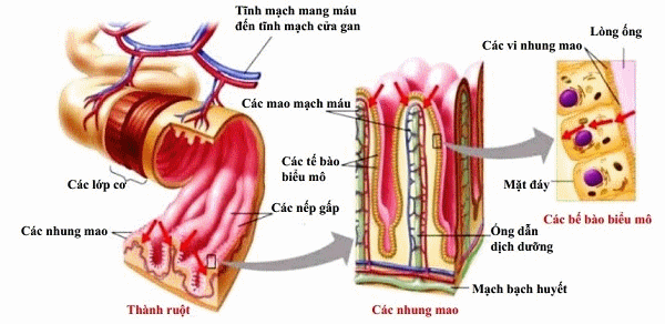 Cấu tạo ruột non và các loại u ruột non thường gặp