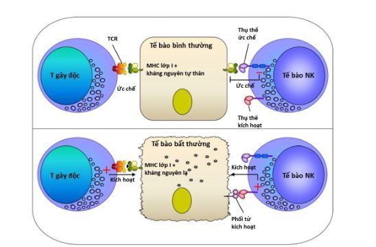 Sự khác biệt giữa tế bào giết tự nhiên và tế bào T gây độc