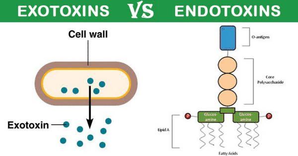 Phương pháp xét nghiệm xác định nồng độ nội độc tố vi khuẩn Endotoxin