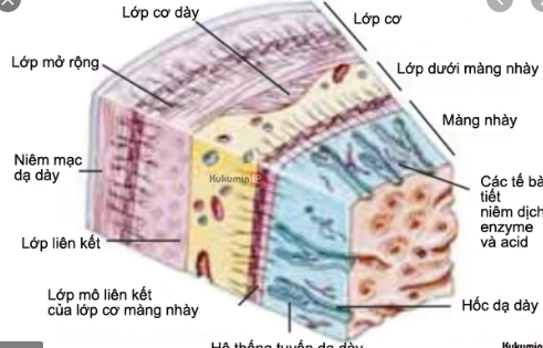 U malt dạ dày Phần 1: Tổng quan, chẩn đoán và triệu chứng