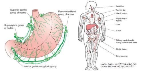 U malt dạ dày Phần 1: Tổng quan, chẩn đoán và triệu chứng
