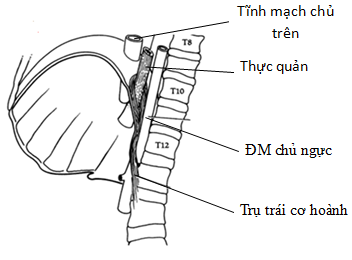 Cơ hoành và thoát vị khe hoành