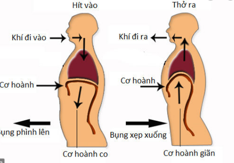 Cơ hoành và thoát vị khe hoành