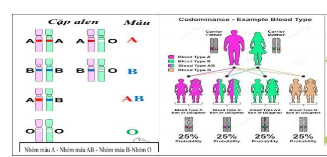 Nhóm máu hệ ABO