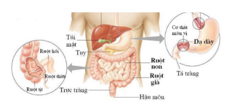 Bạch cầu ái toan và viêm dạ dày ruột do bạch cầu ái toan