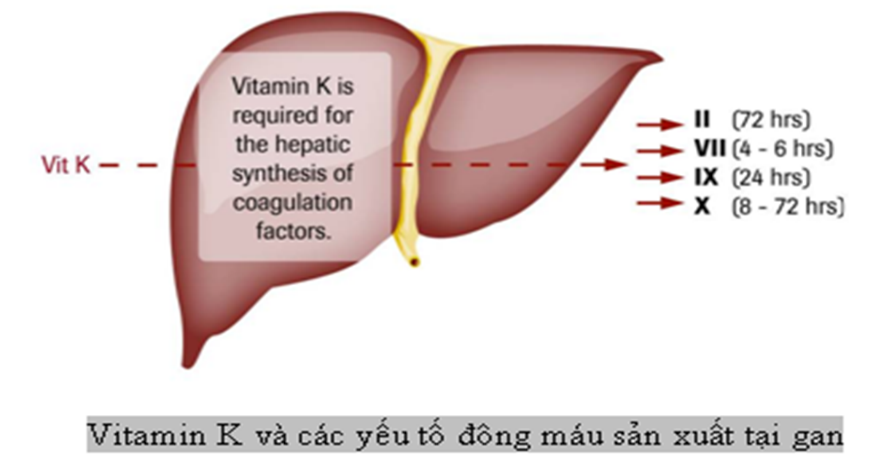 5. Những bệnh lý liên quan đến yếu tố đông máu và gan