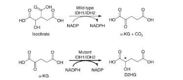 Đột biến gen IDH1 và IDH2 trên bệnh nhân ung thư