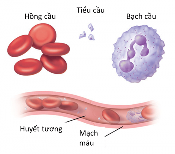 Tìm hiểu về nội mạc mạch máu