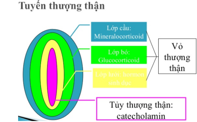 Suy thượng thận - Những điều cần biết