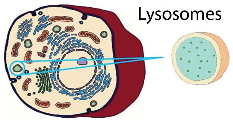 Lysosome giúp tiêu hóa các chất trong cơ thể