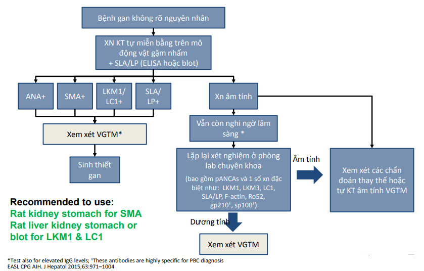 Xét nghiệm định danh 14 tự kháng thể trong bệnh gan tự miễn