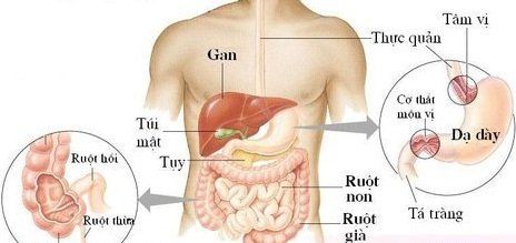 Các bộ phận của bụng và chức năng đi kèm