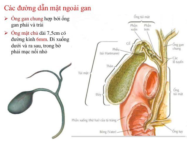 Giải phẫu đường mật trong siêu âm gan mật