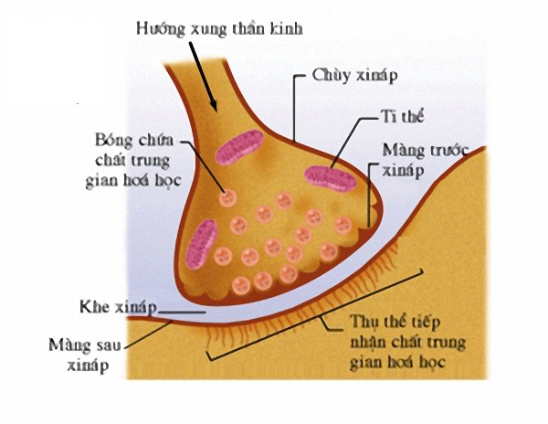 Cách chất dẫn truyền thần kinh giúp cơ thể bạn giao tiếp và kết nối