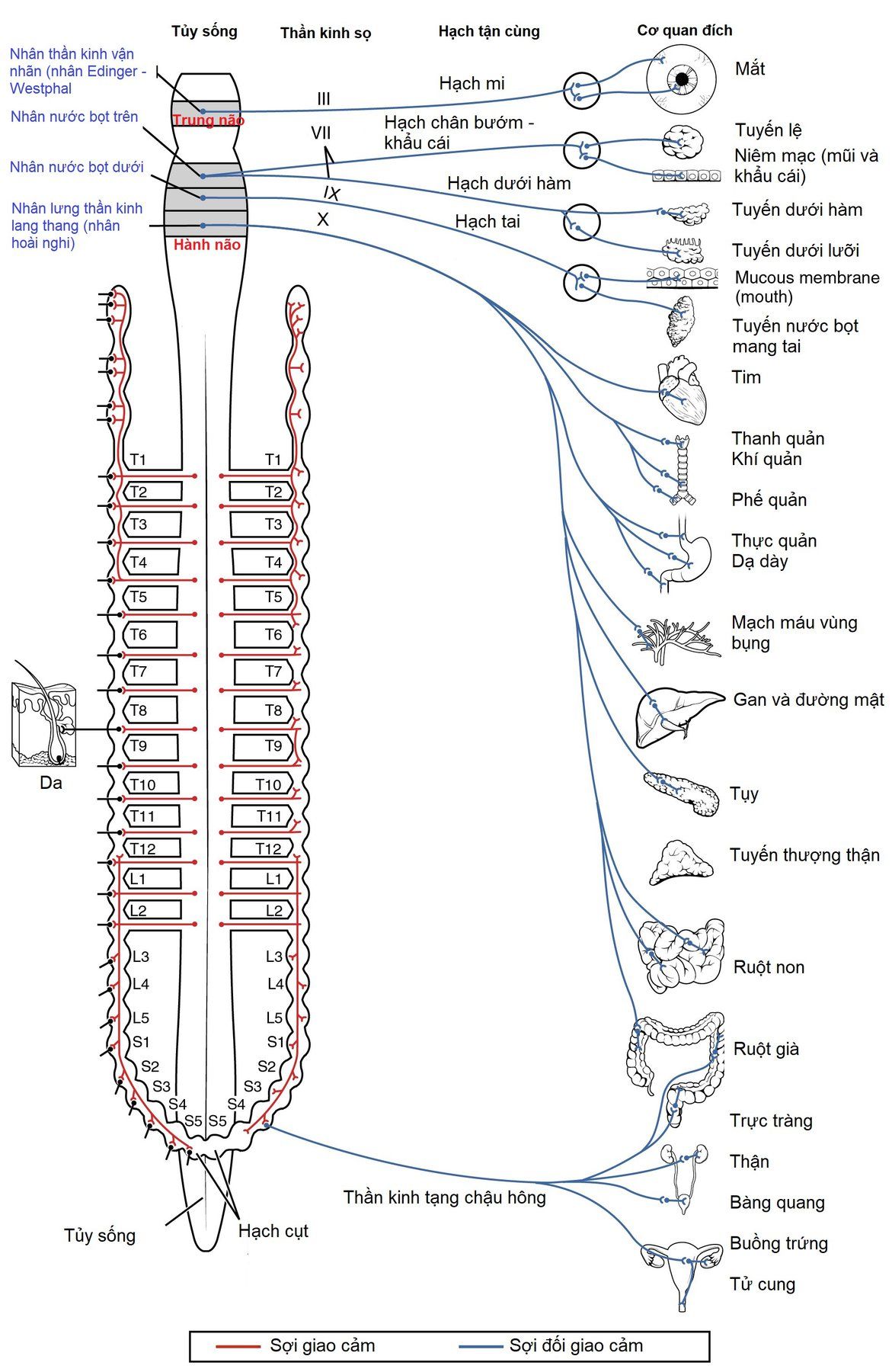Các test đánh giá chức năng hệ thần kinh tự chủ
