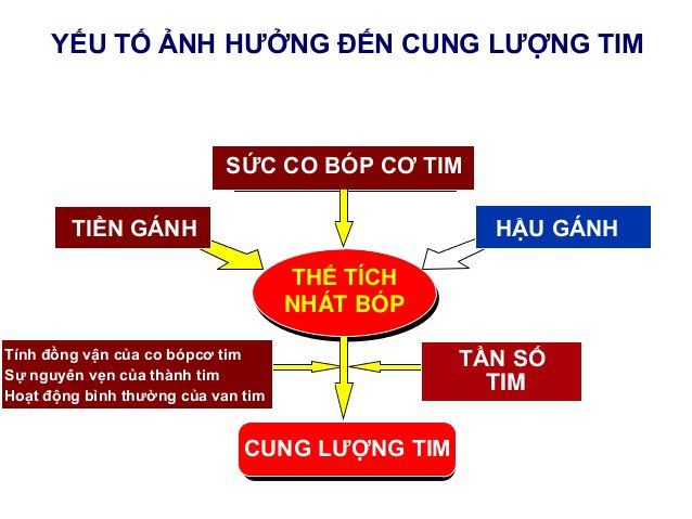 Các yếu tố ảnh hưởng đến cung lượng tim