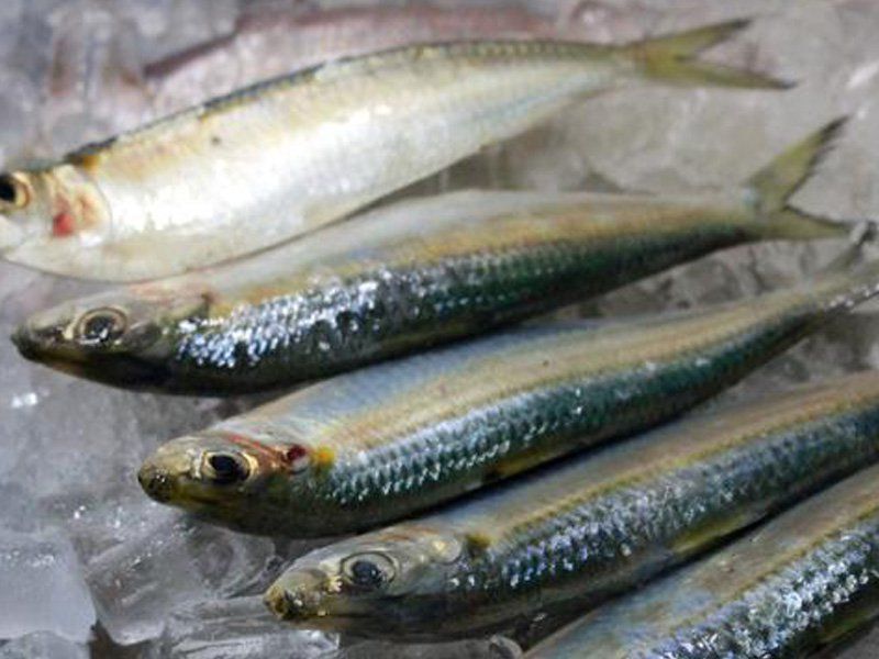 Có nên ăn cá trích sống?