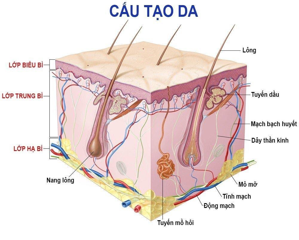 Các đặc điểm hình ảnh học của viêm mô tế bào