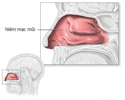 Niêm mạc là gì? Vai trò của niêm mạc