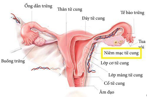 Niêm mạc là gì? Vai trò của niêm mạc