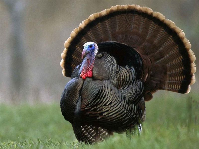 Bảng nhiệt độ và thời gian nướng gà tây theo kích cỡ