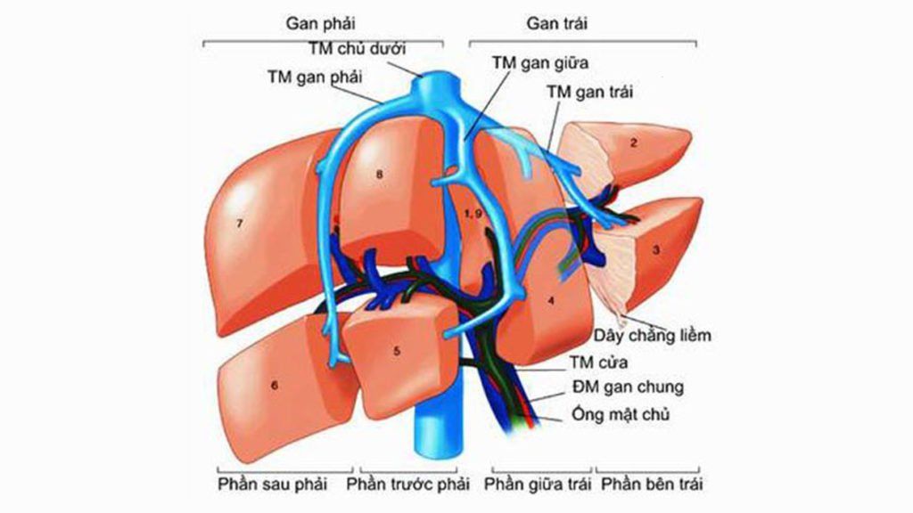 Hiệu quả và an toàn của thuốc chống xơ gan không virus