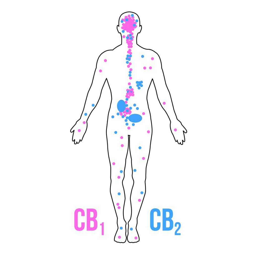 Các liệu pháp đang nghiên cứu trong điều trị chống xơ hoá gan