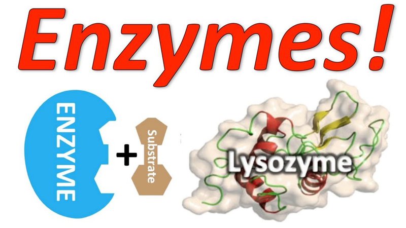 Enzyme và cơ chế hoạt động thần kỳ trong cơ thể