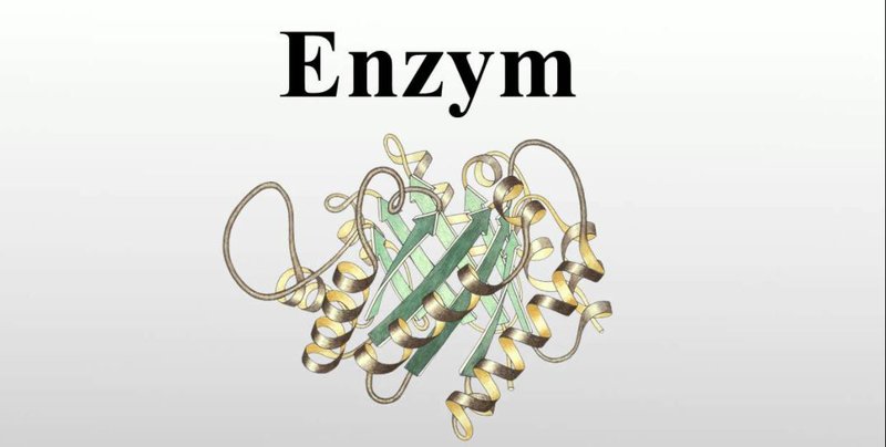 Những yếu tố có ảnh hưởng đến hoạt tính của enzyme  CÔNG TY TNHH THƯƠNG  MẠI DỊCH VỤ NHA PHƯỚC THỊNH