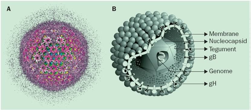Bệnh do virus Cytomegalo gây điếc