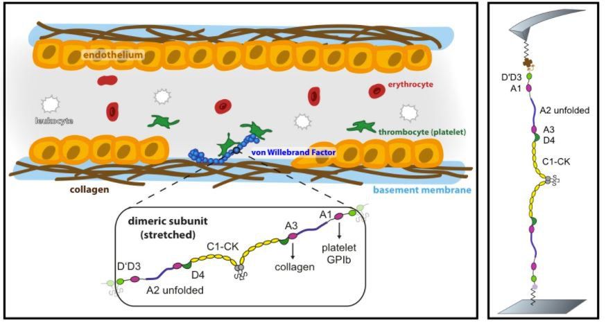 Tiểu Cầu Gắn Với Von Willebrand: Vai Trò Quan Trọng Trong Đông Máu