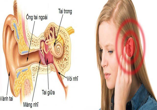 Vòi nhĩ dài bao nhiêu? Vì sao hay viêm tắc?