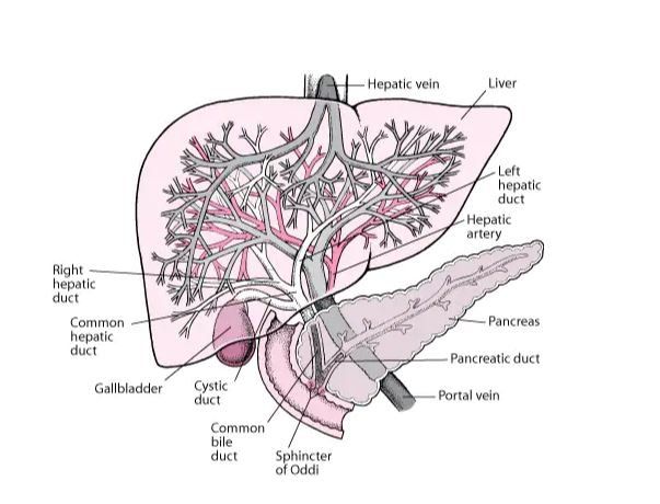 Tăng áp lực tĩnh mạch cửa dễ gây xuất huyết tiêu hóa