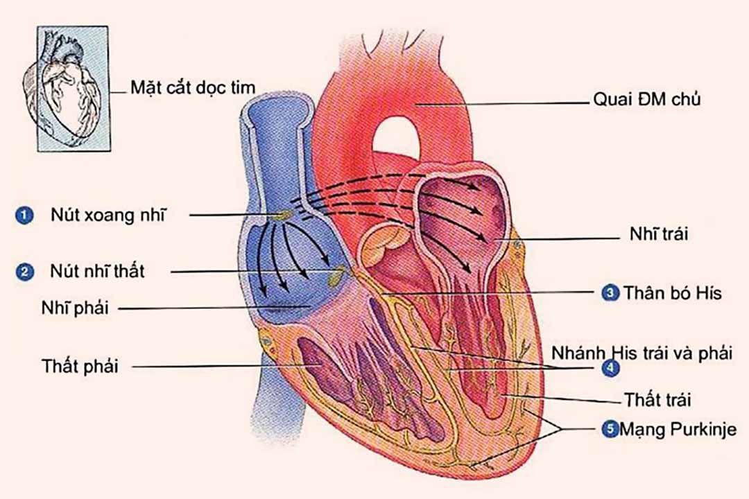 Bệnh tim mạch - P1: Triệu chứng