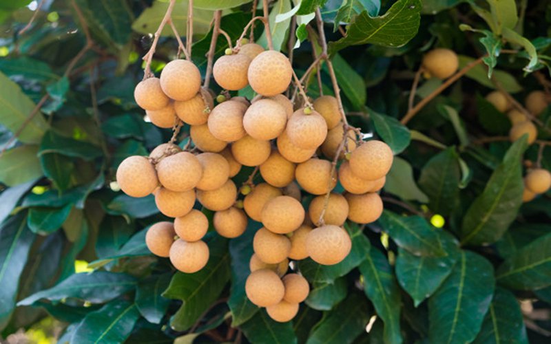 Bị tiểu đường có nên ăn nhãn?