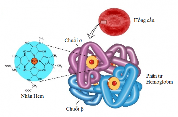 Chỉ định của xét nghiệm điện di huyết sắc tố Hemoglobin