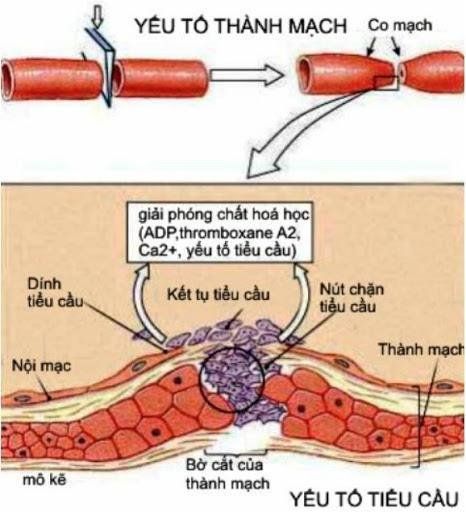 Tiểu cầu là gì?