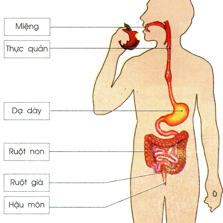 Quá trình tiêu hóa thức ăn ở ruột non