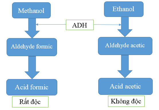 Tại sao lại dùng rượu ethanol để trị ngộ độc rượu methanol?