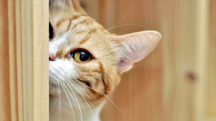 Tìm hiểu về nhiễm trùng Toxoplasma