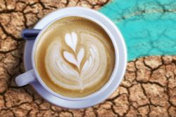 Cà phê có gây mất nước không?