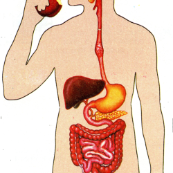 Bệnh lý đường tiêu hóa: Khó chẩn đoán và điều trị - Bệnh viện Bạch Mai