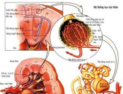 Cách nhận biết suy thận mạn - Bệnh viện Bạch Mai